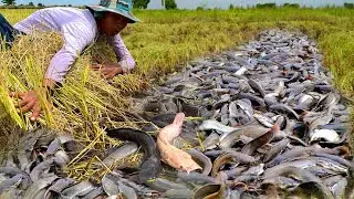How to Successfully Catch Copper Snakehead Fish
