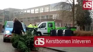 Kerstbomen inzamelen in Zwolle
