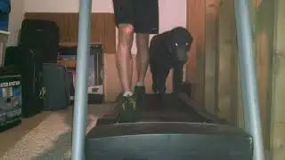 My Standard Poodle Dog Walking On The Treadmill Along Side Me