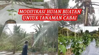 HUJAN BUATAN UNTUK CABE