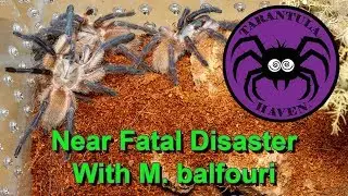 Near Fatal Disaster With M. balfouri Communal!