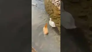 Chickens swim like ducks #funnyshorts #animals #duck #chicken #friendship