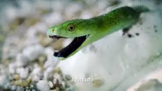 The cold-blooded predators
