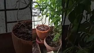 SERENE WINDOW GARDEN VIEW I CALM AND NATURAL BEAUTY🪴🌹🌺🌷🌿🪾🌱😃👌🏻#flowers#garden#shortvideo#shaikhimrana