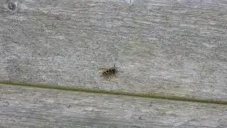 Wasp gathering wood pulp for nest