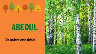 Abedul: descubre este incre&iacute;ble &aacute;rbol