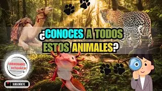 ¡Curiosidades Fascinantes del Reino Animal Que No Conocías!