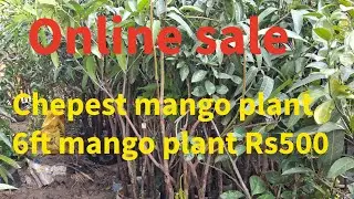 diffrent mango verity plant 6ft hight  plant online sale contact:-whats app no 9733475747
