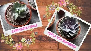 transplante de echeveria perle von, y una cheveria curls