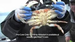 Pro-Cure Crab & Shrimp Attractant Really Works!