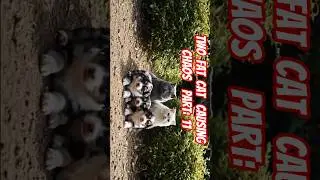 The Furious #Mother #Dog / part: 11 #viralshorts #kucing #anjing #shorts #viral #cat #aicontent