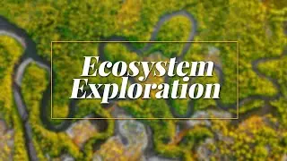 Ecosystem Exploration - Mangroves