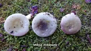 Russula fragilis