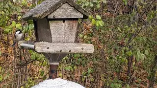 Toronto Live Bird Feeder Cam