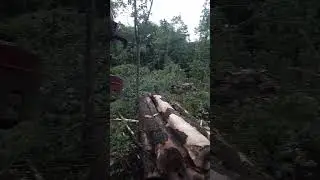Precision logging skills #cutterman