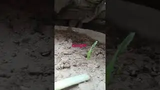 ginger experiment #ptubegarden #shorts #gardening #ginger