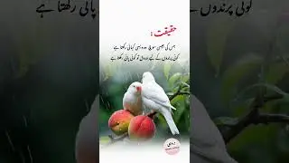 Emotional quotes on thinking of man | Urdu quotes on human life | reality base quotes on truth |