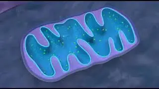 #Mitochondria Structure and function #PowerHouseOfCell #priyankaeduadvisor