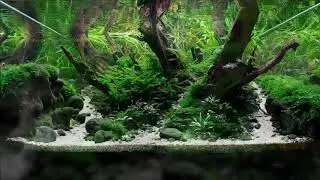 Peaceful nature 2019