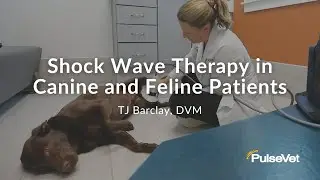 Shock Wave Therapy in Canine and Feline Patients