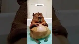 capybara bath time #capybara #cat #cute #jennie #love #dubai #bahrain