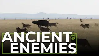 ANCIENT ENEMIES | Lions vs Buffalo