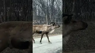 Reindeer on the Loose! Unexpected Arctic Visitorpen_spark #travel #nordicnature #norway #animals