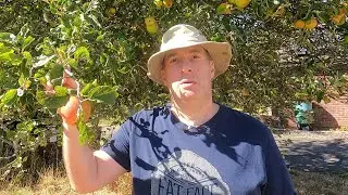Kaneliomena (cinnamon apple) stepover - first taste and summer pruning