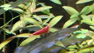 Crevettes neocaridina red sakura et blue velvet