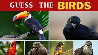 Is Your Bird Knowledge Pro-Level ? I Identify the Mystery Birds