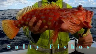 Fishing for food with a Beautiful Harlequin Fish.