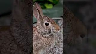 Rabbit chewing closeup