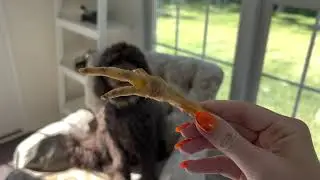 raw chicken feet dog treats