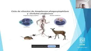Evidencia serol&oacute;gica y molecular de Anaplasma Phagocytophilum