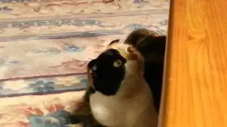 ももにゃじ