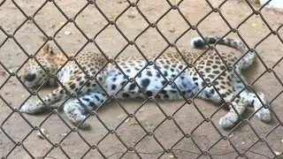 How Leopard sleeping in her pack yard | Zoological Park