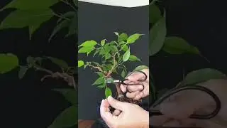Ficus benjamina bonsai pruning #pruningbonsai #ficusbonsai #ficusbenjamina #shorts