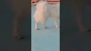 #shorts/ My dog lusi😍/Dog video status /Dog lovers 😍#ytshorts #lusi #viral