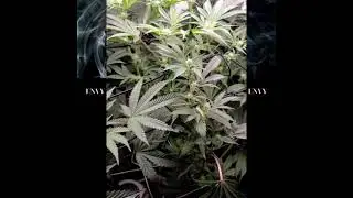 Oklahoma homegrown #Envy Genetics #Ac Infinity 2x4