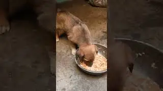 #dog #dogshorts #@8Aakashvlogs #travel #ytshorts #funny #dailyvlog #nature #hariyanvisong #love