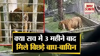 Kanpur प्राणी उद्यान में मिले बिछड़े Tiger-Tigress, तीन महीने पहले एक दूसरे से हुए थे अलग