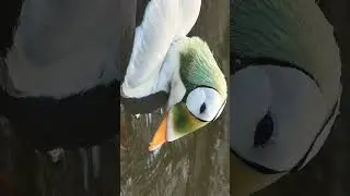 🦅⁷&bull;&sup1; Spectacled Eider (Somateria fischeri) in Swans, Geese, Ducks Family (Anatidae)