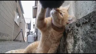 映画『五香宮の猫』予告編
