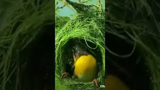 #bird #build their on #nest #loveanimals