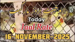 Birds price in Karachi Pakistan November 16, 2025 jaal #jaalpricelalukhetbirdsmarketlatestupdate 