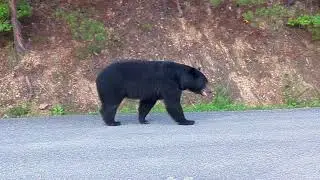 Smoky Bear in Sevierville TN Bear Crossing
