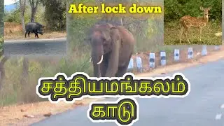 Sathyamangalam forest | Cinematic Travel Video | Mettur | Bhavani sagar | Chase your Adventure