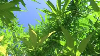 Michigan hemp farmer educating others to clear the air of common misconceptions about the crop