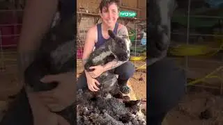 Rescuing sheep from their overgrown fleece ✂🐑