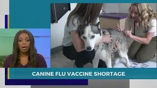 Canine flu vaccine shortage